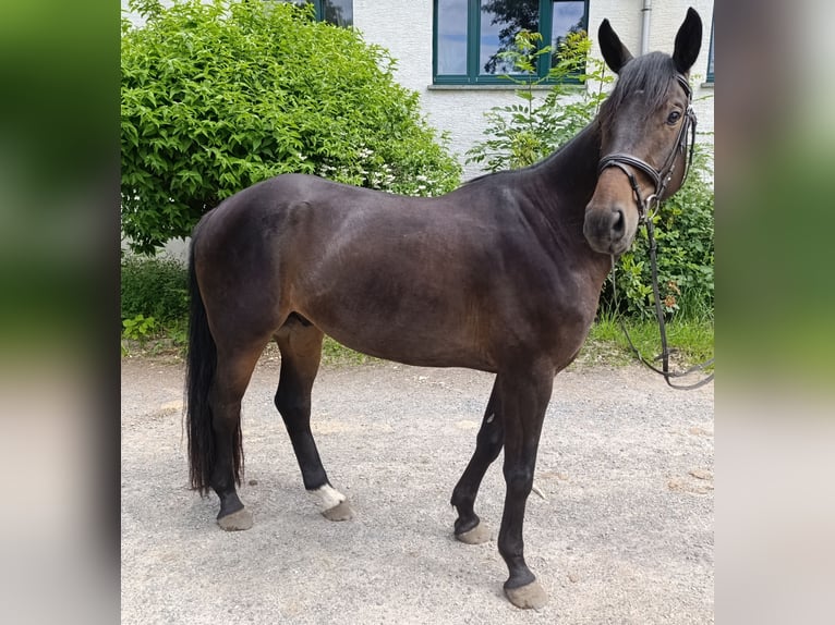 Deutsches Sportpferd Wallach 5 Jahre 170 cm Brauner in Kirchberg