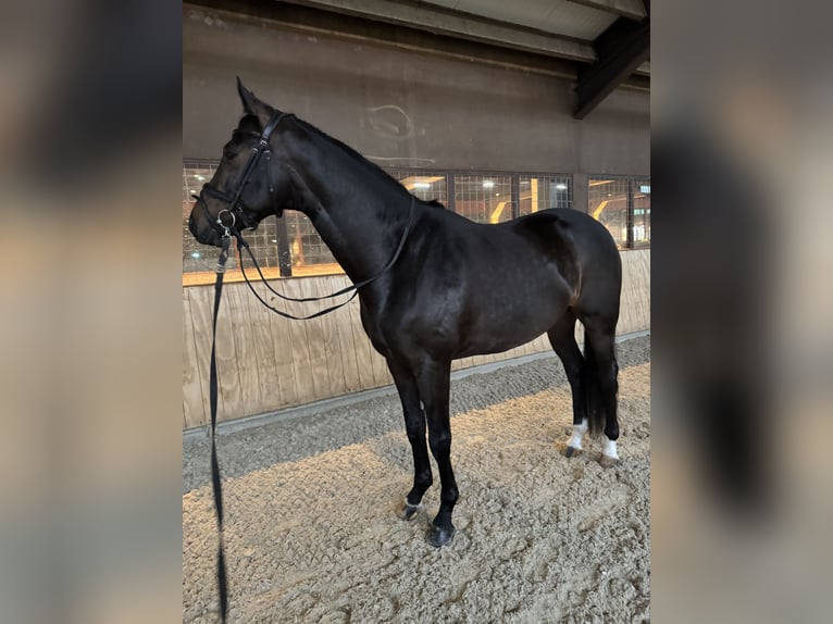 Deutsches Sportpferd Wallach 5 Jahre 170 cm Brauner in Vechta