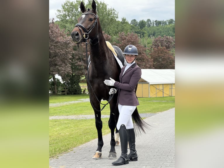 Deutsches Sportpferd Wallach 5 Jahre 170 cm Brauner in Vechta