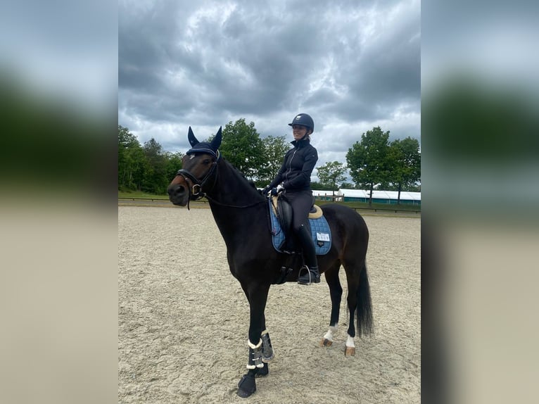 Deutsches Sportpferd Wallach 5 Jahre 170 cm Brauner in Vechta