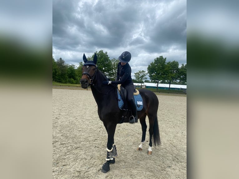 Deutsches Sportpferd Wallach 5 Jahre 170 cm Brauner in Vechta