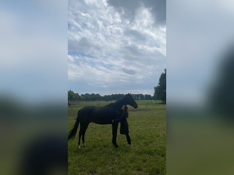 Deutsches Sportpferd Wallach 5 Jahre 170 cm Brauner in Vechta
