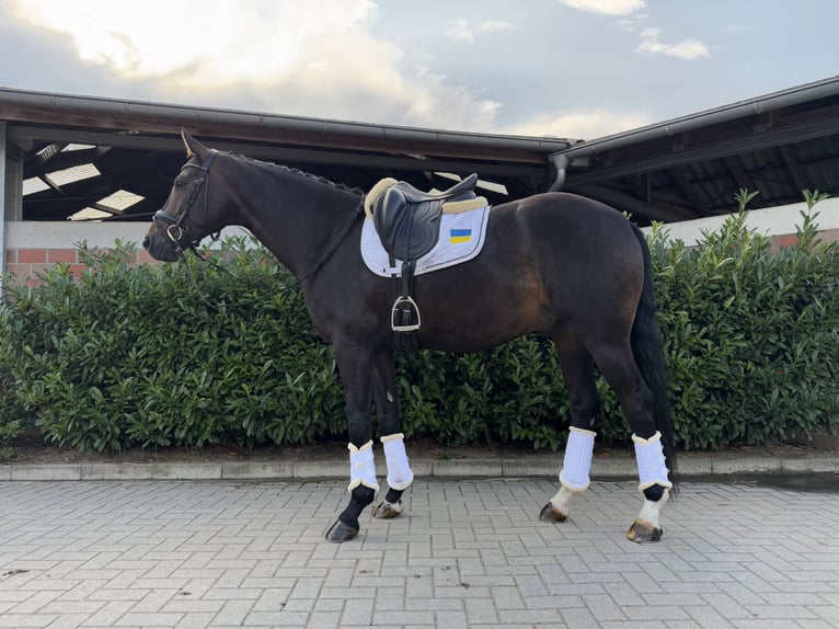 Deutsches Sportpferd Wallach 5 Jahre 170 cm Brauner in Vechta