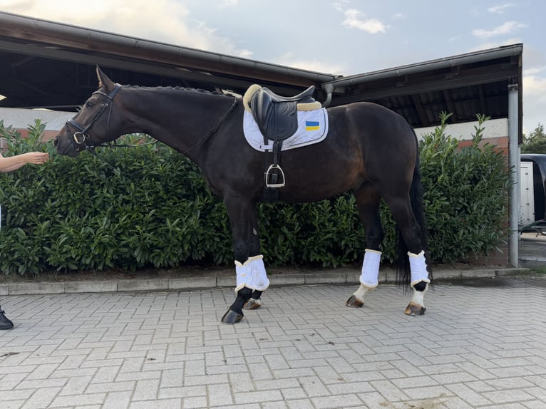 Deutsches Sportpferd Wallach 5 Jahre 170 cm Brauner in Vechta