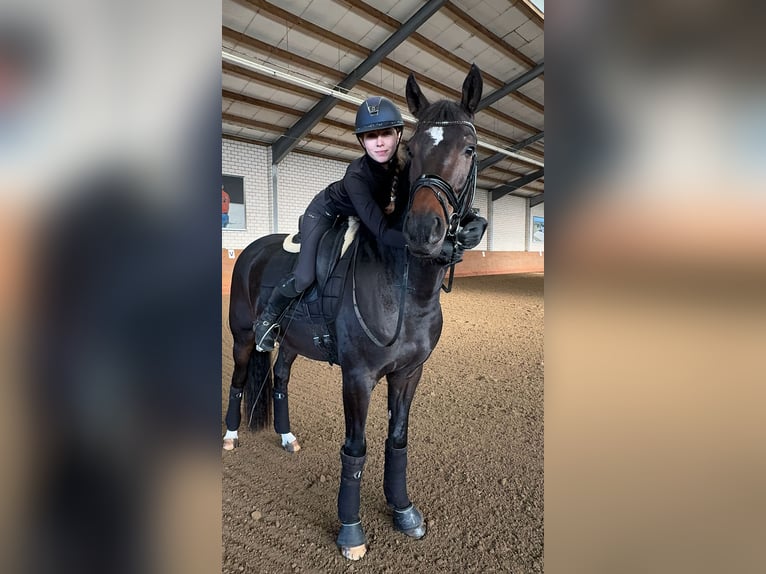 Deutsches Sportpferd Wallach 5 Jahre 170 cm Brauner in Vechta