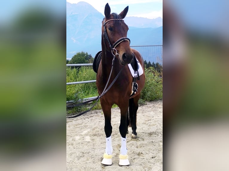 Deutsches Sportpferd Wallach 5 Jahre 170 cm Brauner in Polling in Tirol