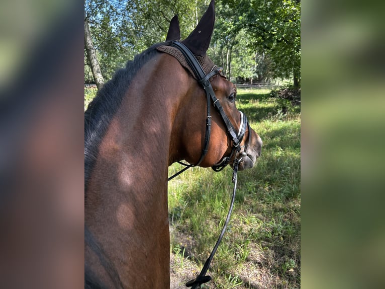 Deutsches Sportpferd Wallach 5 Jahre 170 cm Brauner in Ludwigslust
