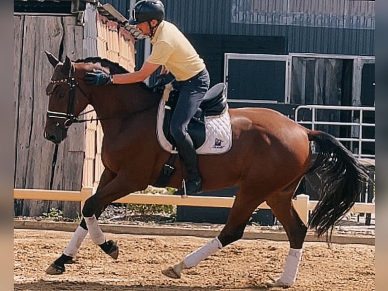 Deutsches Sportpferd Wallach 5 Jahre 170 cm Brauner in Ludwigslust