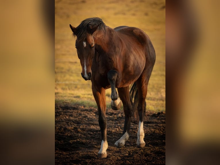 Deutsches Sportpferd Wallach 5 Jahre 170 cm Brauner in Neustrelitz