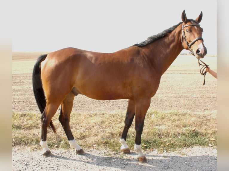 Deutsches Sportpferd Wallach 5 Jahre 170 cm Brauner in Uichteritz