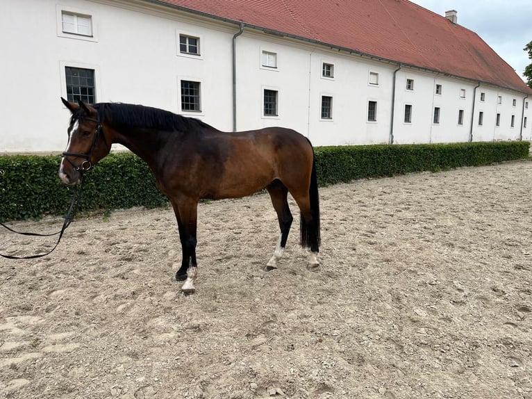 Deutsches Sportpferd Wallach 5 Jahre 170 cm Brauner in Neustadt/Dosse