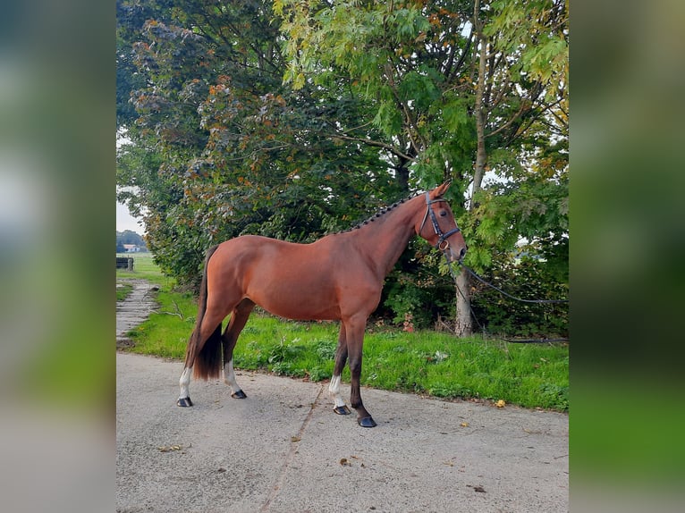 Deutsches Sportpferd Wallach 5 Jahre 170 cm Brauner in Perleberg