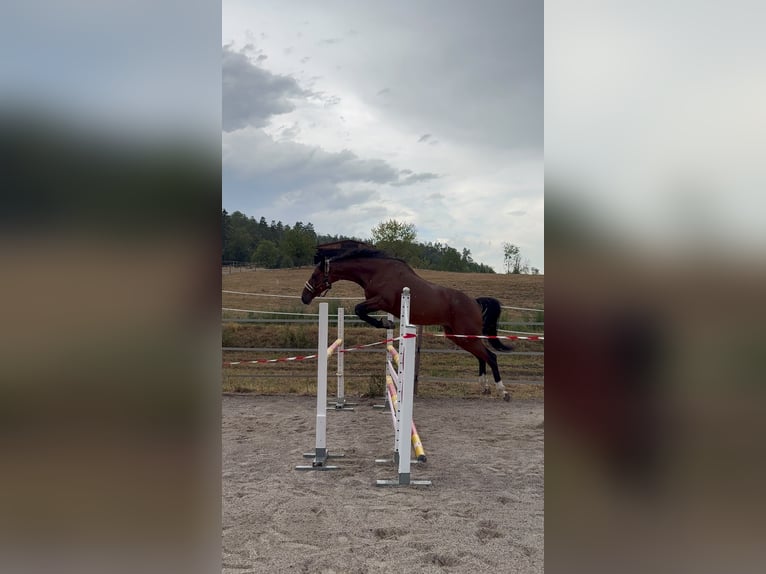 Deutsches Sportpferd Wallach 5 Jahre 170 cm Brauner in Schwörstadt