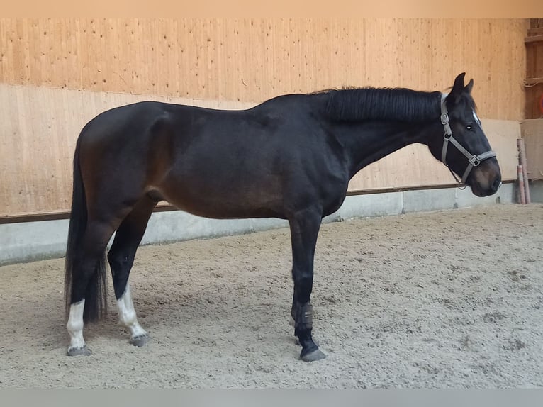 Deutsches Sportpferd Wallach 5 Jahre 170 cm Brauner in Rudersberg