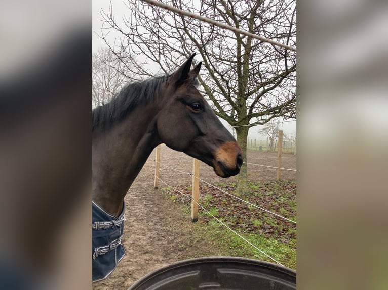Deutsches Sportpferd Wallach 5 Jahre 170 cm Dunkelbrauner in Altmärkische Höhe