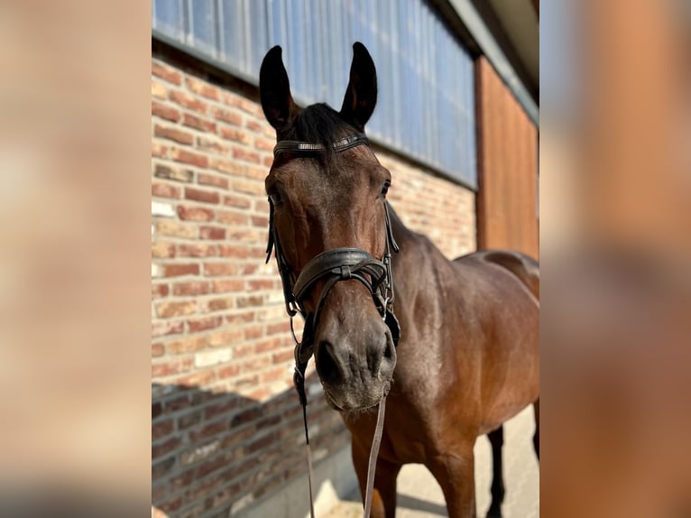 Deutsches Sportpferd Wallach 5 Jahre 170 cm Dunkelbrauner in Grevenbroich