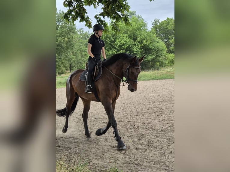 Deutsches Sportpferd Wallach 5 Jahre 170 cm Dunkelbrauner in Bad Freienwalde
