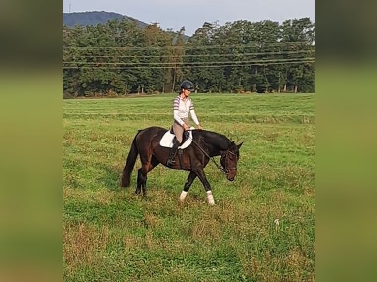 Deutsches Sportpferd Wallach 5 Jahre 170 cm Dunkelbrauner in Römhild