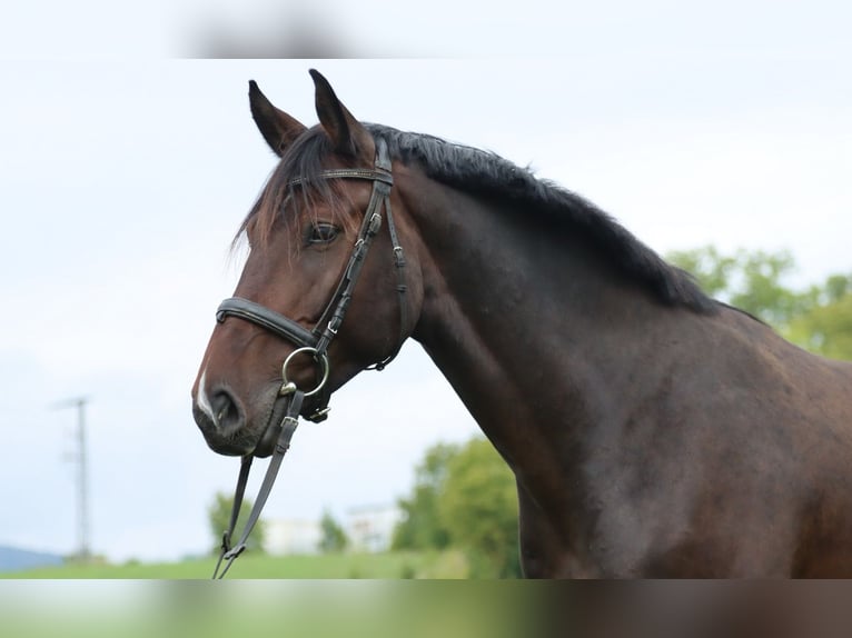 Deutsches Sportpferd Wallach 5 Jahre 170 cm Dunkelbrauner in Römhild