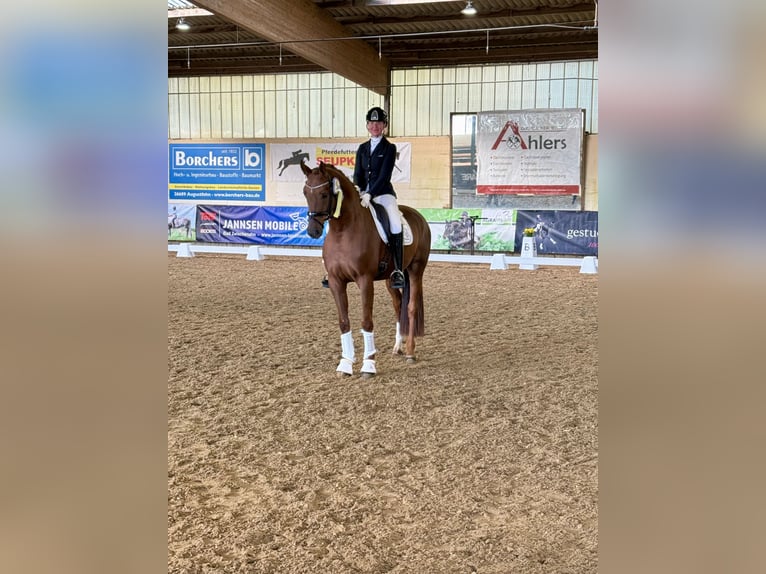 Deutsches Sportpferd Wallach 5 Jahre 170 cm Dunkelfuchs in Lohne (Oldenburg)