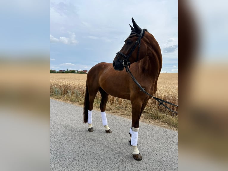 Deutsches Sportpferd Wallach 5 Jahre 170 cm Dunkelfuchs in Dittelbrunnn
