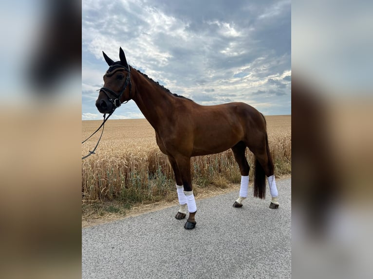 Deutsches Sportpferd Wallach 5 Jahre 170 cm Dunkelfuchs in Dittelbrunnn