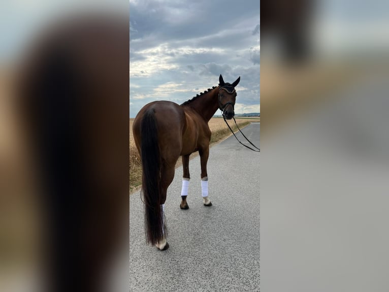 Deutsches Sportpferd Wallach 5 Jahre 170 cm Dunkelfuchs in Dittelbrunnn