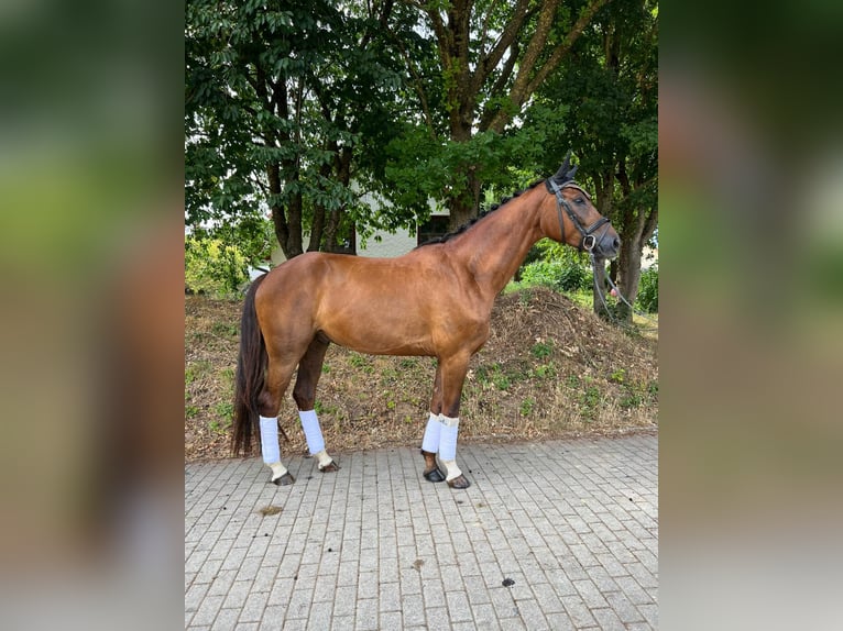 Deutsches Sportpferd Wallach 5 Jahre 170 cm Dunkelfuchs in Dittelbrunnn