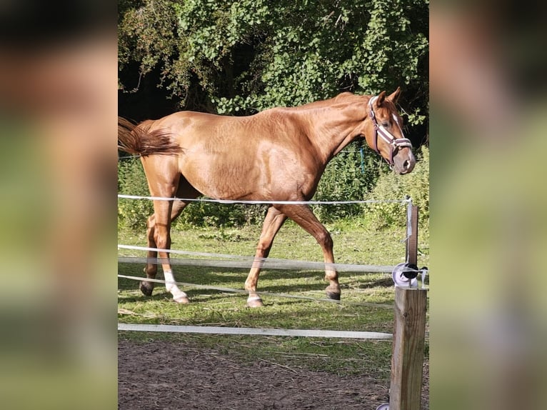 Deutsches Sportpferd Wallach 5 Jahre 170 cm Fuchs in Bremerhaven