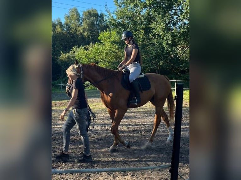 Deutsches Sportpferd Wallach 5 Jahre 170 cm Fuchs in Bremerhaven