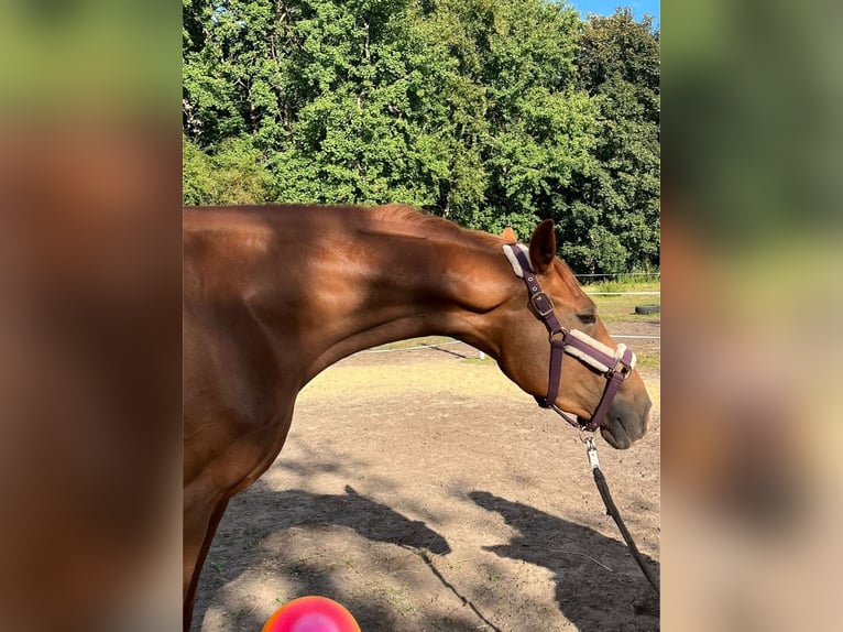 Deutsches Sportpferd Wallach 5 Jahre 170 cm Fuchs in Bremerhaven
