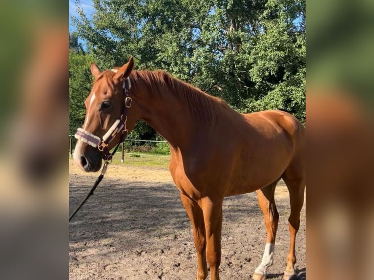 Deutsches Sportpferd Wallach 5 Jahre 170 cm Fuchs in Bremerhaven