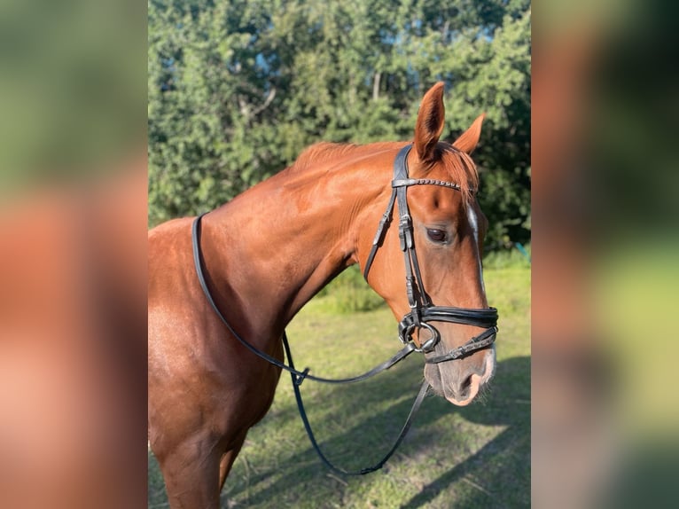 Deutsches Sportpferd Wallach 5 Jahre 170 cm Fuchs in Bremerhaven