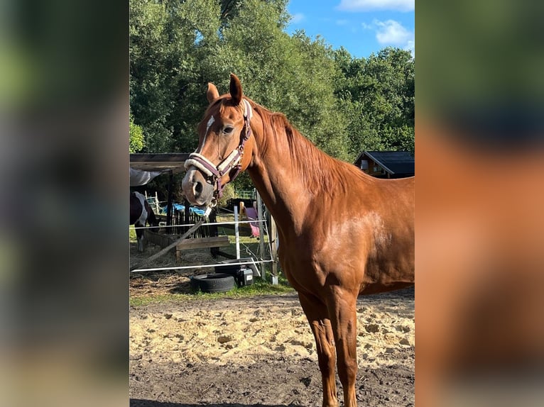 Deutsches Sportpferd Wallach 5 Jahre 170 cm Fuchs in Bremerhaven