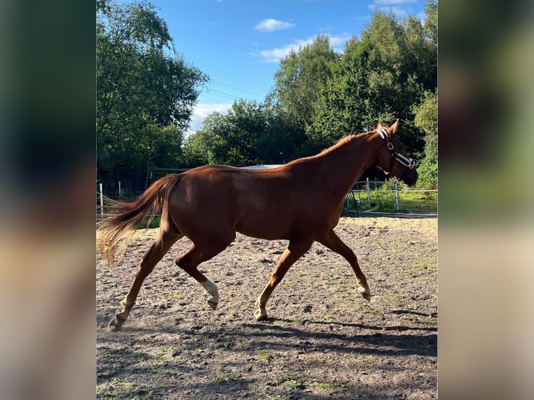 Deutsches Sportpferd Wallach 5 Jahre 170 cm Fuchs in Bremerhaven