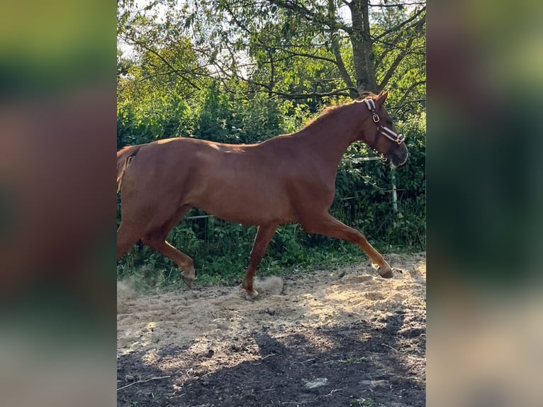 Deutsches Sportpferd Wallach 5 Jahre 170 cm Fuchs in Bremerhaven