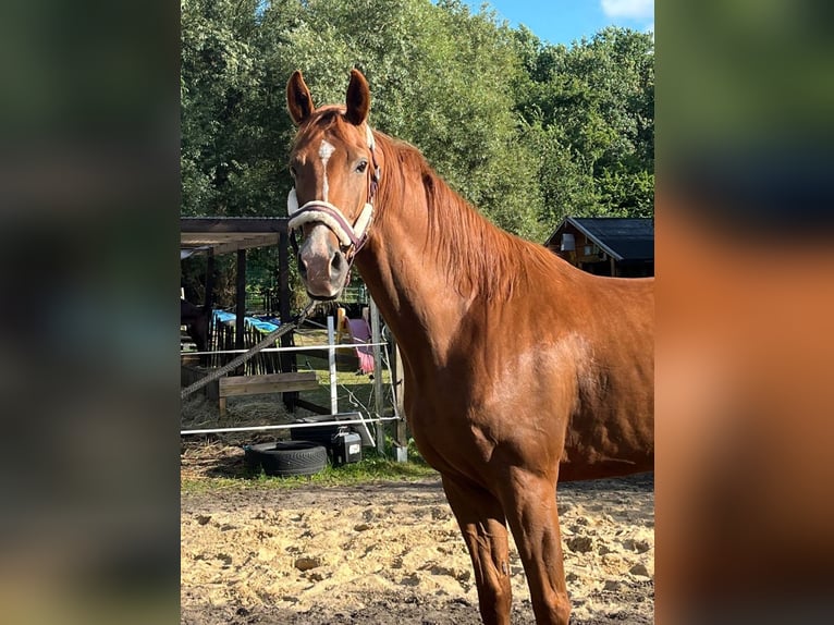 Deutsches Sportpferd Wallach 5 Jahre 170 cm Fuchs in Bremerhaven