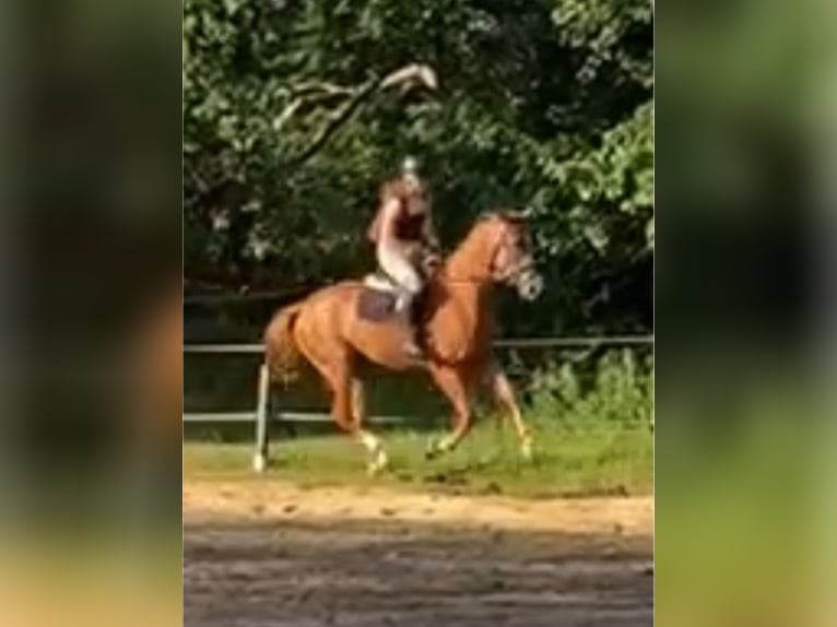 Deutsches Sportpferd Wallach 5 Jahre 170 cm Fuchs in Bremerhaven