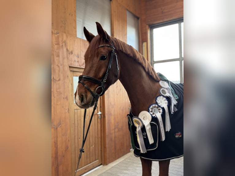 Deutsches Sportpferd Wallach 5 Jahre 170 cm Fuchs in Kirchenthumbach