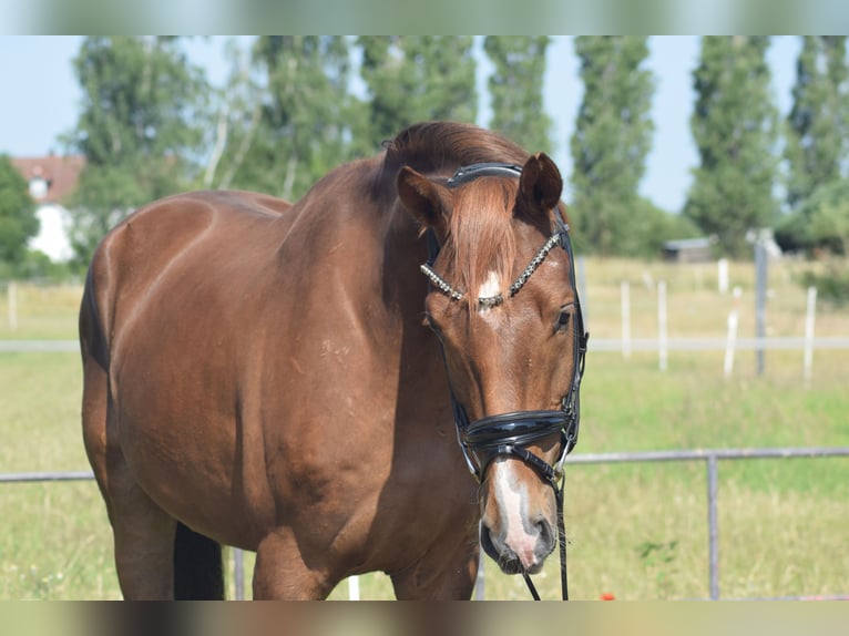 Deutsches Sportpferd Wallach 5 Jahre 170 cm Fuchs in Rohrlack