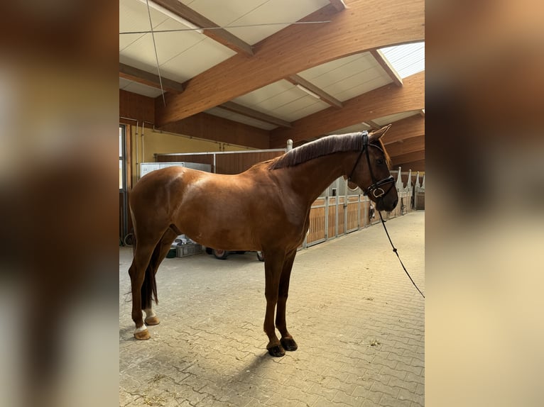 Deutsches Sportpferd Wallach 5 Jahre 170 cm Fuchs in Kirchenthumbach