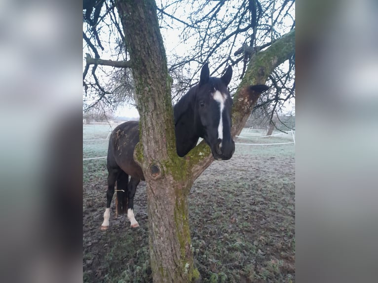 Deutsches Sportpferd Wallach 5 Jahre 170 cm Rappe in Sinzheim Deutsches Sportpferd Wallach 5 Jahre 170 cm Rappe in Sinzheim