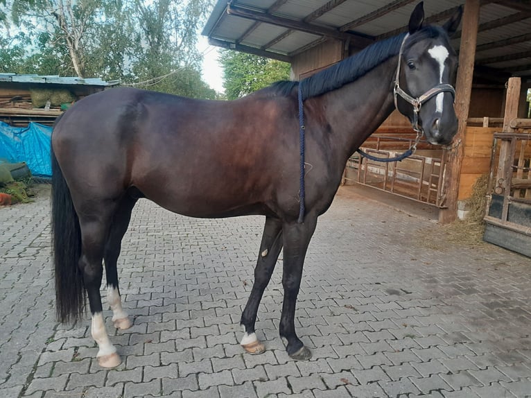 Deutsches Sportpferd Wallach 5 Jahre 170 cm Rappe in Sinzheim Deutsches Sportpferd Wallach 5 Jahre 170 cm Rappe in Sinzheim