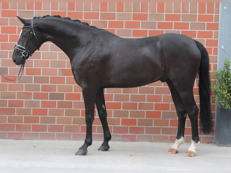 Deutsches Sportpferd Wallach 5 Jahre 170 cm Rappe in Vechta
