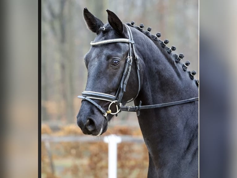 Deutsches Sportpferd Wallach 5 Jahre 170 cm Rappe in Bischofsheim