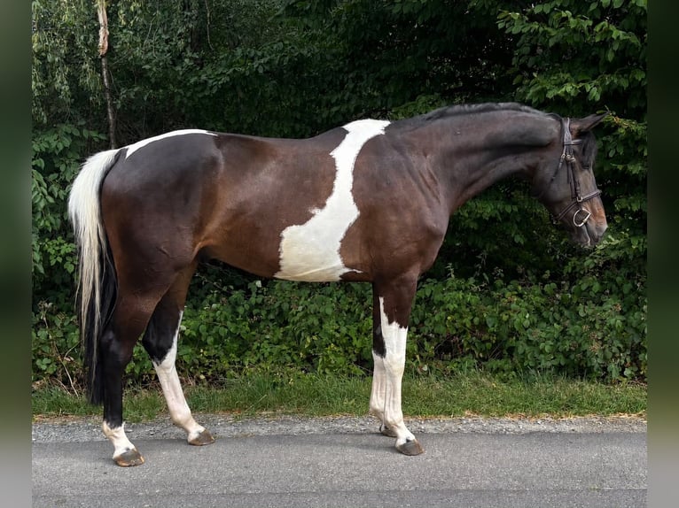 Deutsches Sportpferd Wallach 5 Jahre 170 cm Schecke in Overath