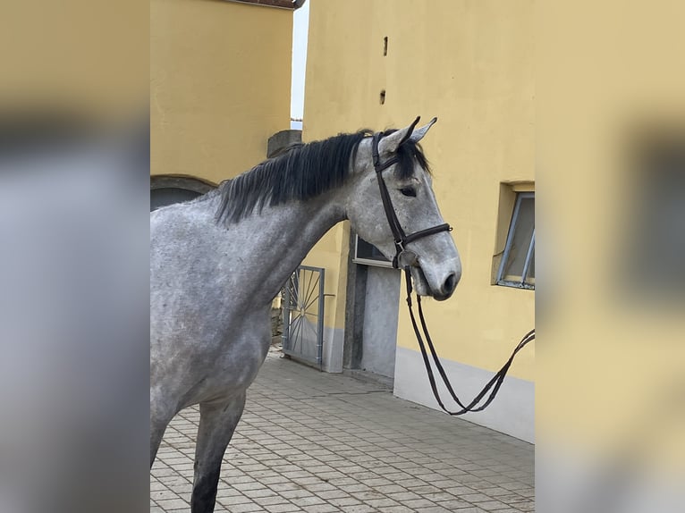 Deutsches Sportpferd Wallach 5 Jahre 170 cm Schimmel in Bad Griesbach im Rottal