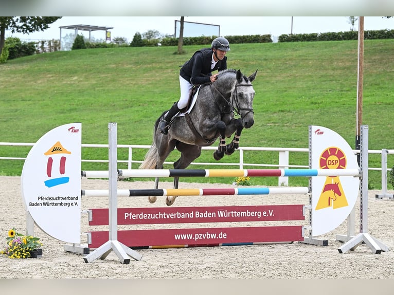 Deutsches Sportpferd Wallach 5 Jahre 170 cm Schimmel in Gomadingen