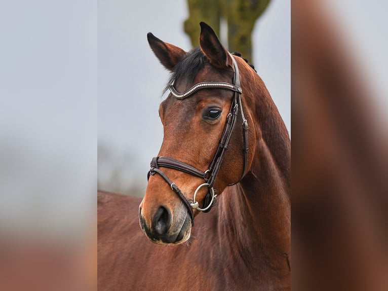 Deutsches Sportpferd Wallach 5 Jahre 170 cm in Riedstadt