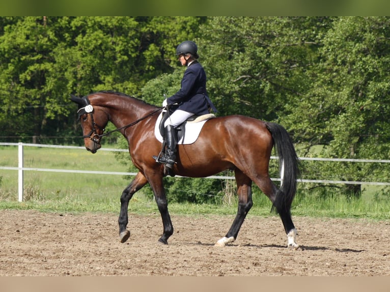 Deutsches Sportpferd Wallach 5 Jahre 171 cm Brauner in Reinsdorf